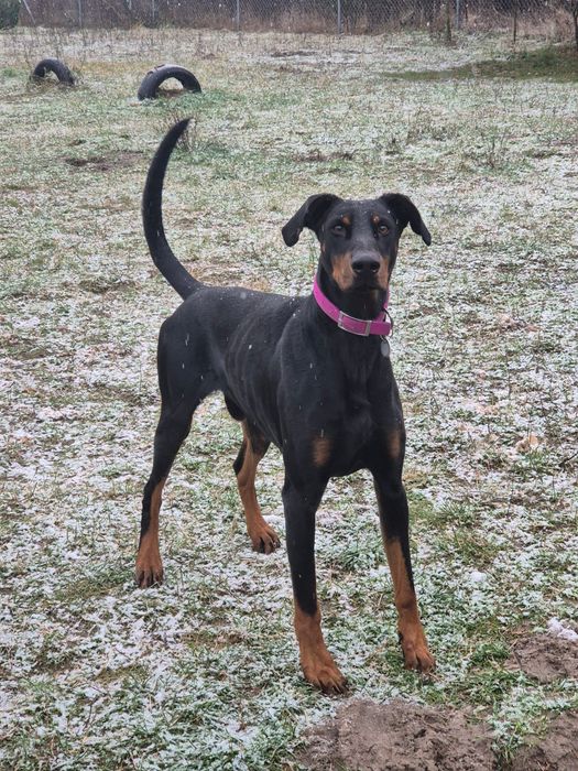 ZEUS – wspaniały pies w typie dobermana czeka na swojego człowieka