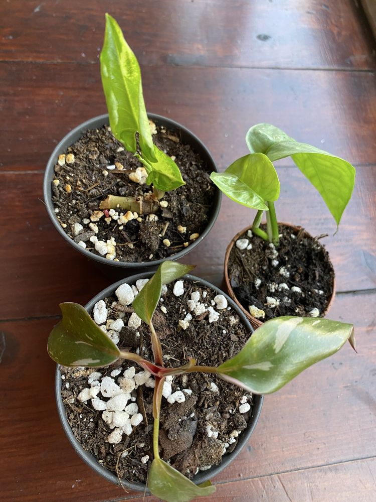 Conjunto plantas interior