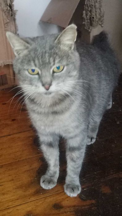 Молоді стерилізовані кішечки