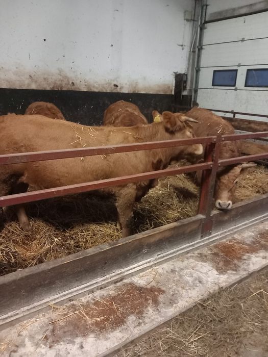 Sprzedam jałówki limousin