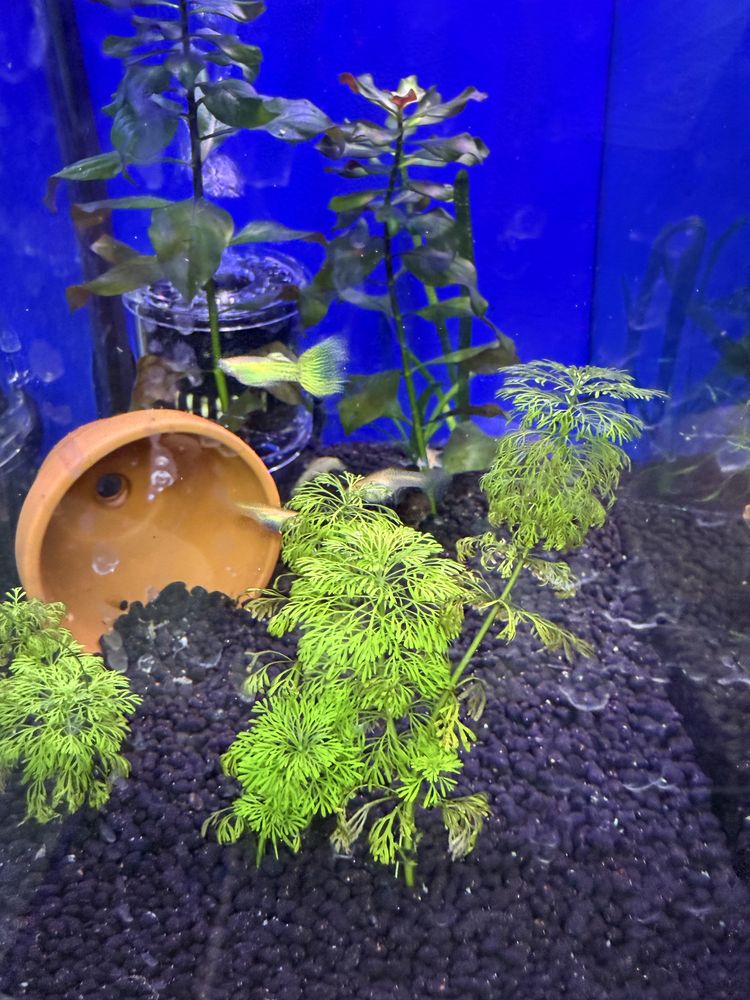 Guppies green cobra