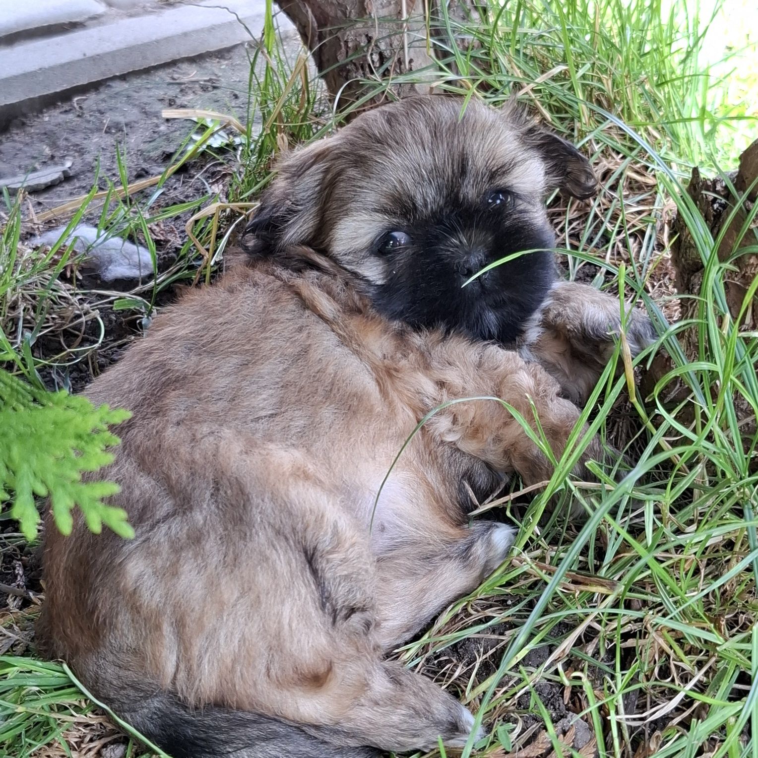 Sunia shih tzu brązowa
