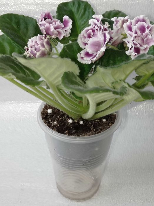 Фіалка сорт РС-Герцогиня