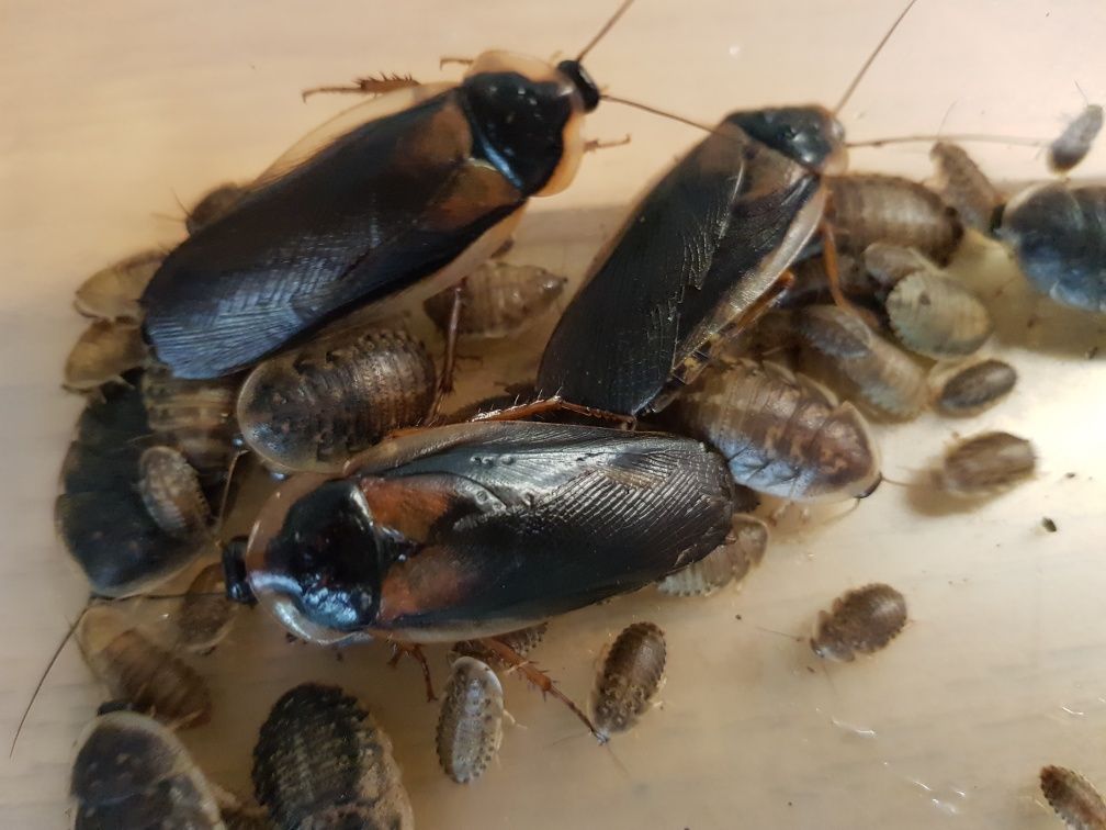 Karaczany Argentyńskie Dubia wylęg 0,30 za szt.