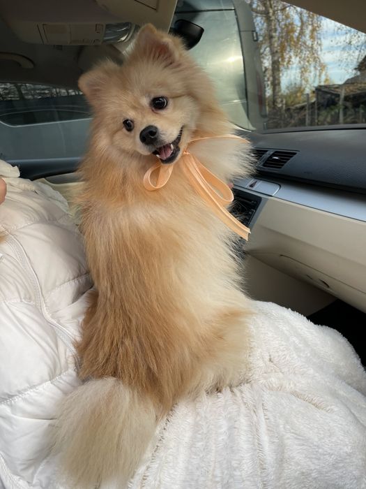 Померанські шпіци — Маленькі щастячка готові до переїзду