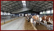 Konstrukcja stalowa. Obora. 28x44x4,5m. Producent. BHP KAD. Bartoszyce