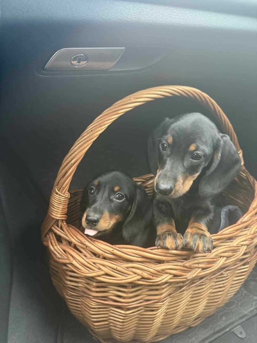 Jamnik krótkowłosy piesek