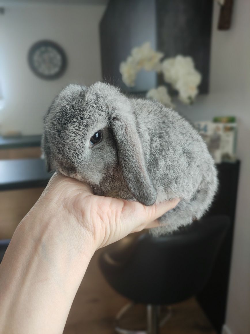 Królik Mini Lop gotowe do zmiany domku