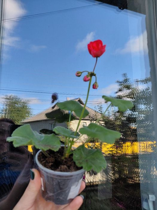 Пеларгонія Заір Фаїна Раневська