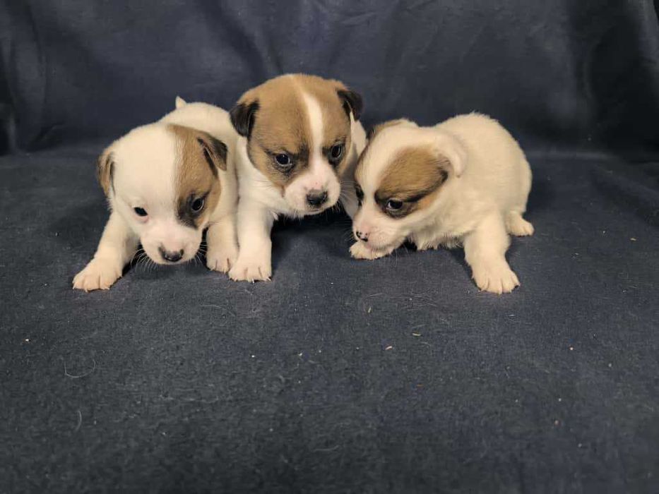Jack Russell Terrier