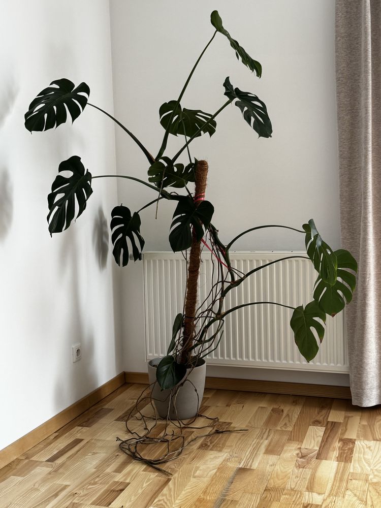 Monstera w doniczce