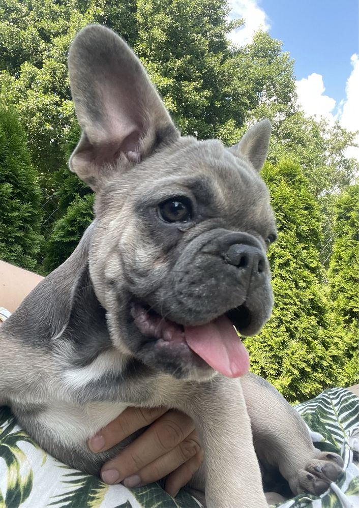 Buldog francuski szuka nowego domku