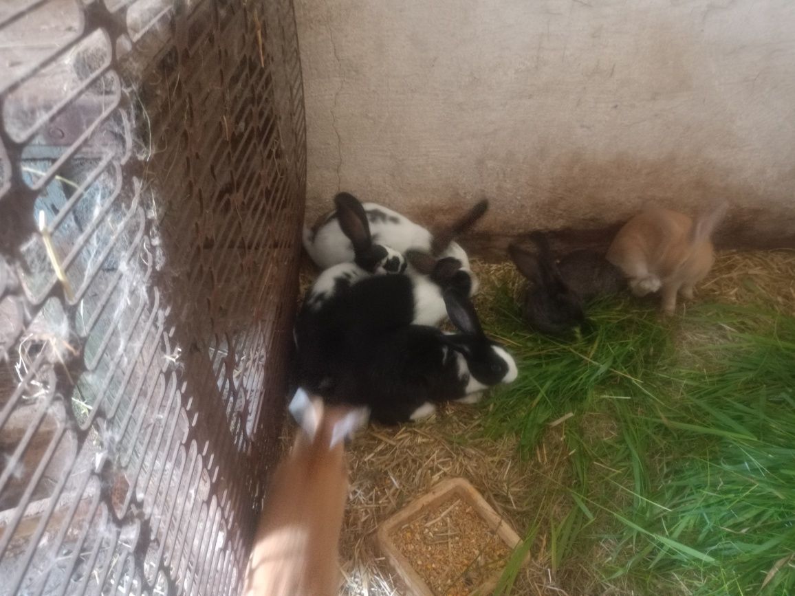 Króliki młode samiczki i samce