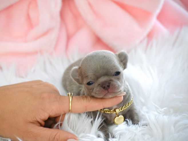 Cudne Mini XXS Liliowe Chihuahua Wyjątkowa Uroda Odbiór na Święta