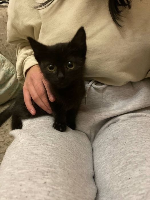 Котята в добрі руки .