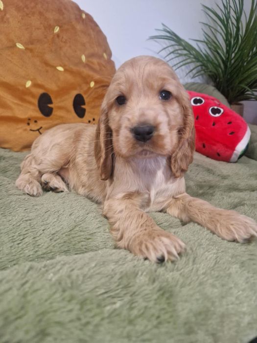 Suczka cocker spaniel