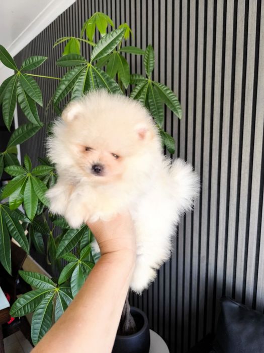 Spitz Anão/ Lulu da Pomerânia  Russo . Mini.. Lop e Afixo Pedigree.Lop