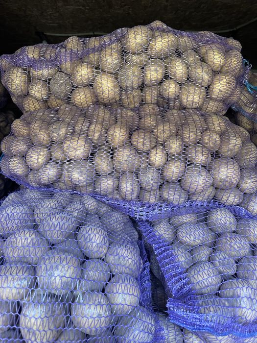 Насінева картопля Рівʼєра першої репродукції