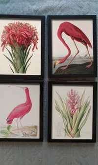 4 obrazki botaniczno-zoologiczne w ramkach- KOMPLET