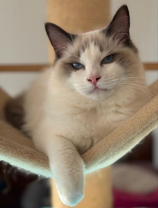 Kotka Ragdoll blue bicolor FPL