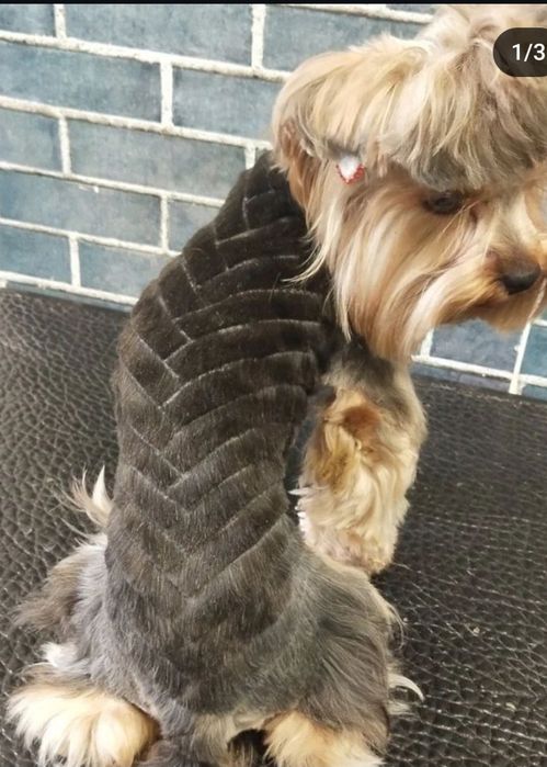 Майстер грумингу