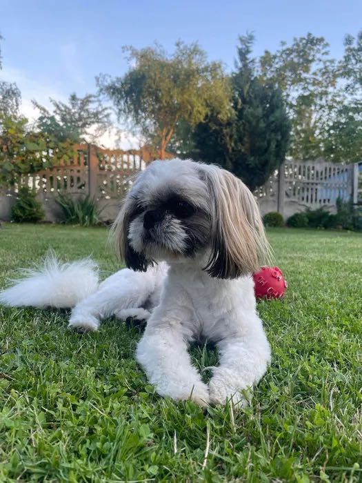 Reproduktor Shih tzu z rodowodem