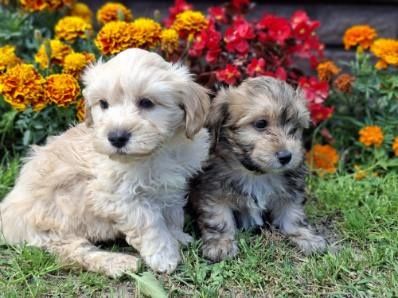 Maltipoo z metryką