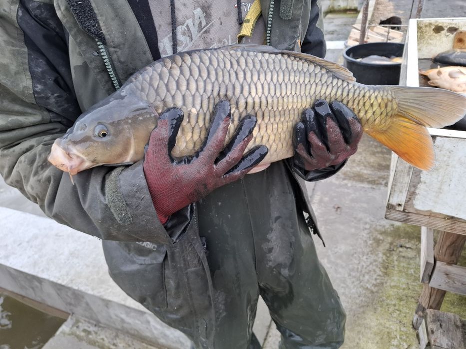 Karp żywy 25 zł kg