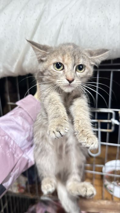 Кошеня шукає сімʼю