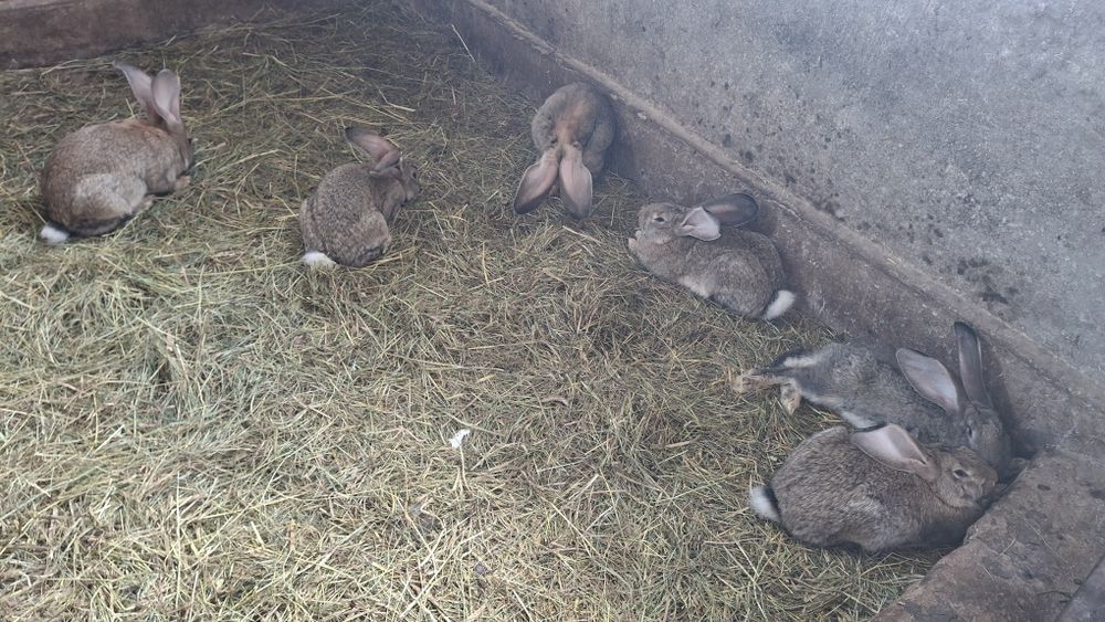 Króle z własnej hodowli