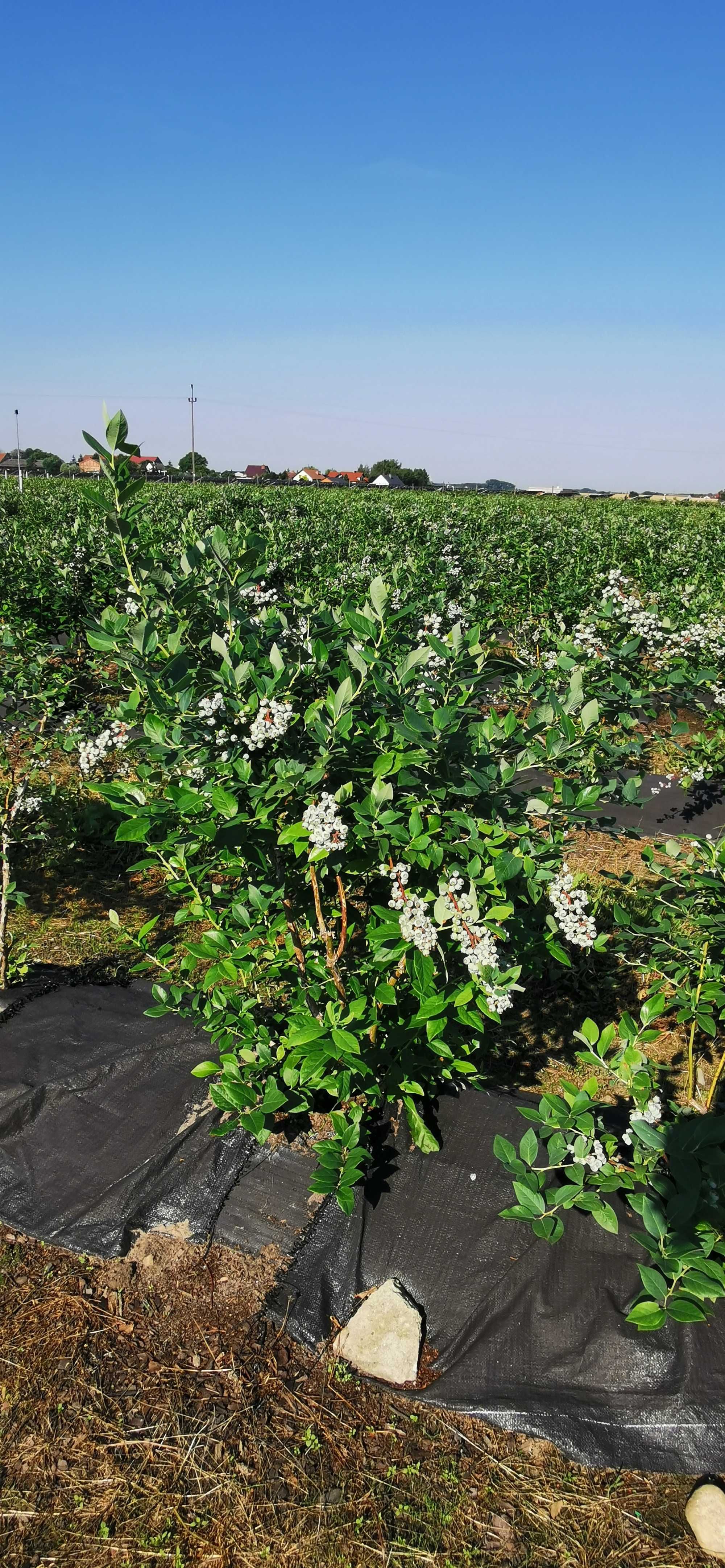 Borówka amerykańska krzewy z plantacji,  borówki amerykańskie