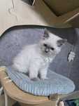 Ragdoll FPL/FIFE - Śląsk