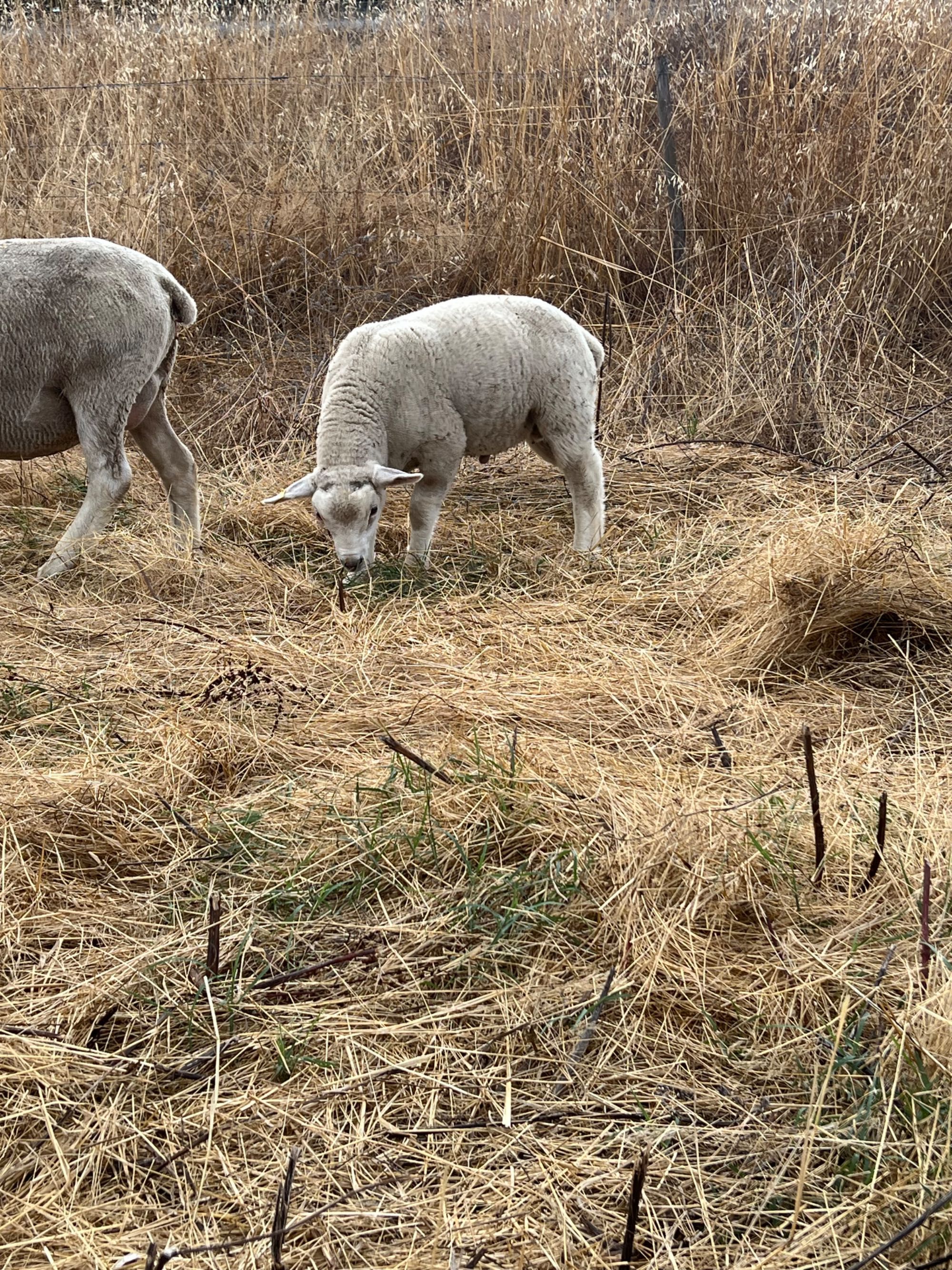 Macho texel/ille de france