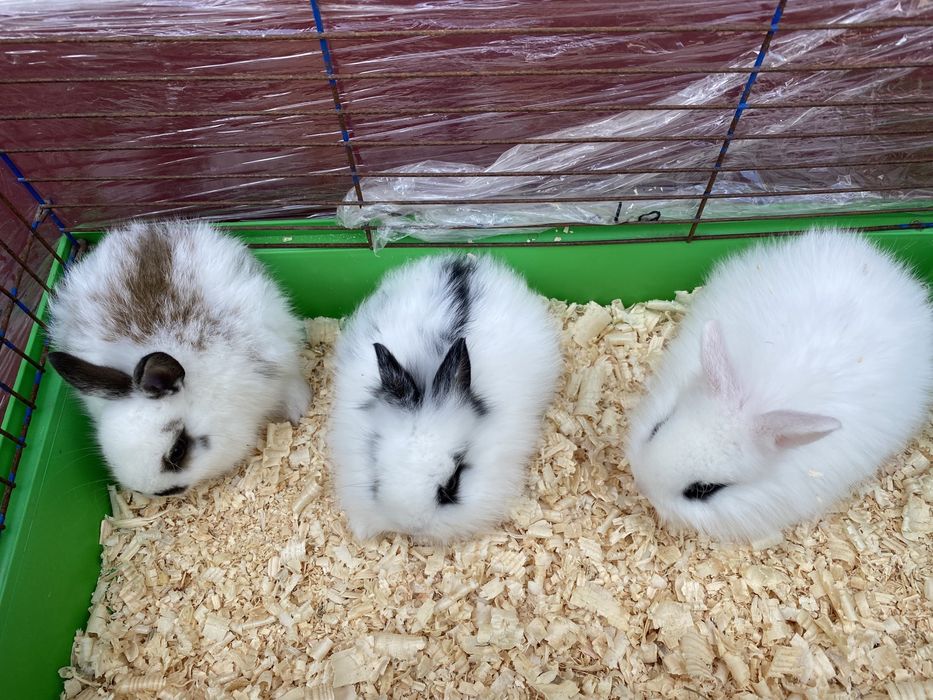 Декоративные кролики