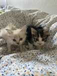2 gatinhas para adoção responsavél