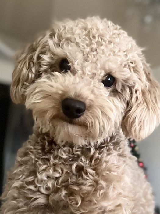 Кобель Мальтіпу чекає на дівчаток для в'язки