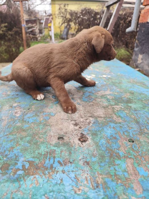 Цуценят в родину