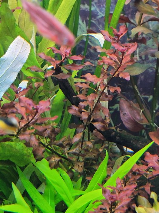 Rosliny akwariowe Ludwigia