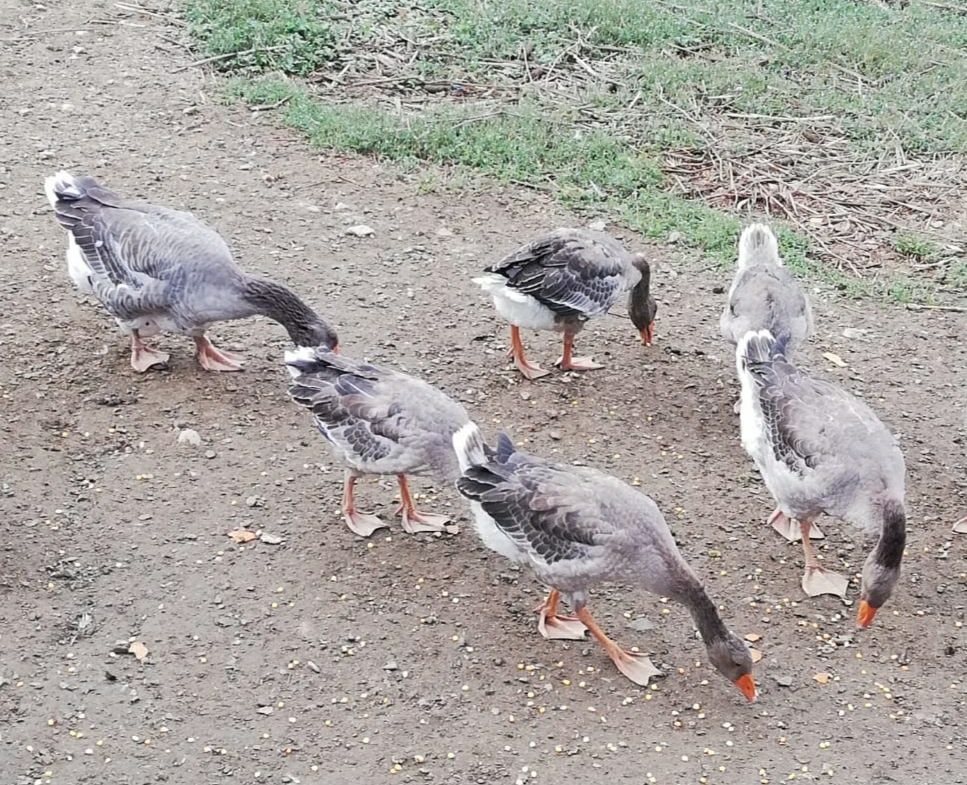 Gansos de Toulouse (1macho+3femeas)