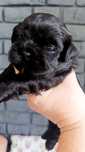 Śliczny shih tzu z genem czekoladowym