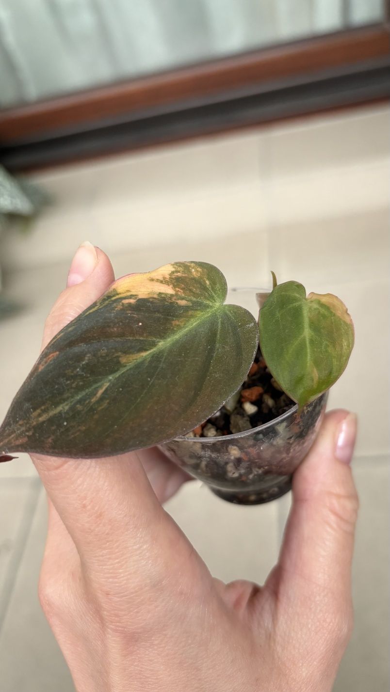 Philodendron micans variegata