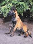 Owczarek belgijski Agat malinois