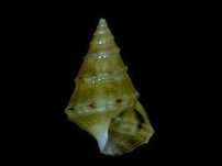 Muszle morskie- Plesiotrochus unicinctus