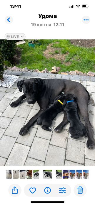 Кане Корсо хлопчик та дівчика