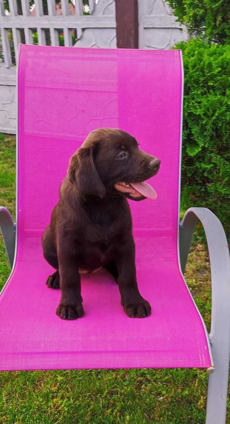 Labrador Retriever CZEKOLADA