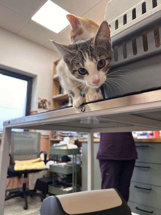 Piekna kotka do pilnej adopcji!