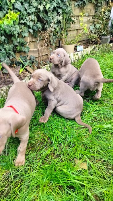 Szczenię wyżeł weimarski