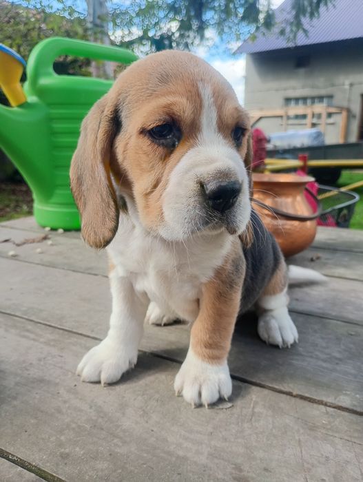 Piękna suczka Beagle