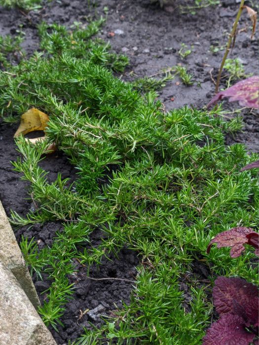 Різні вуличні рослини, плетючі, низькорослі