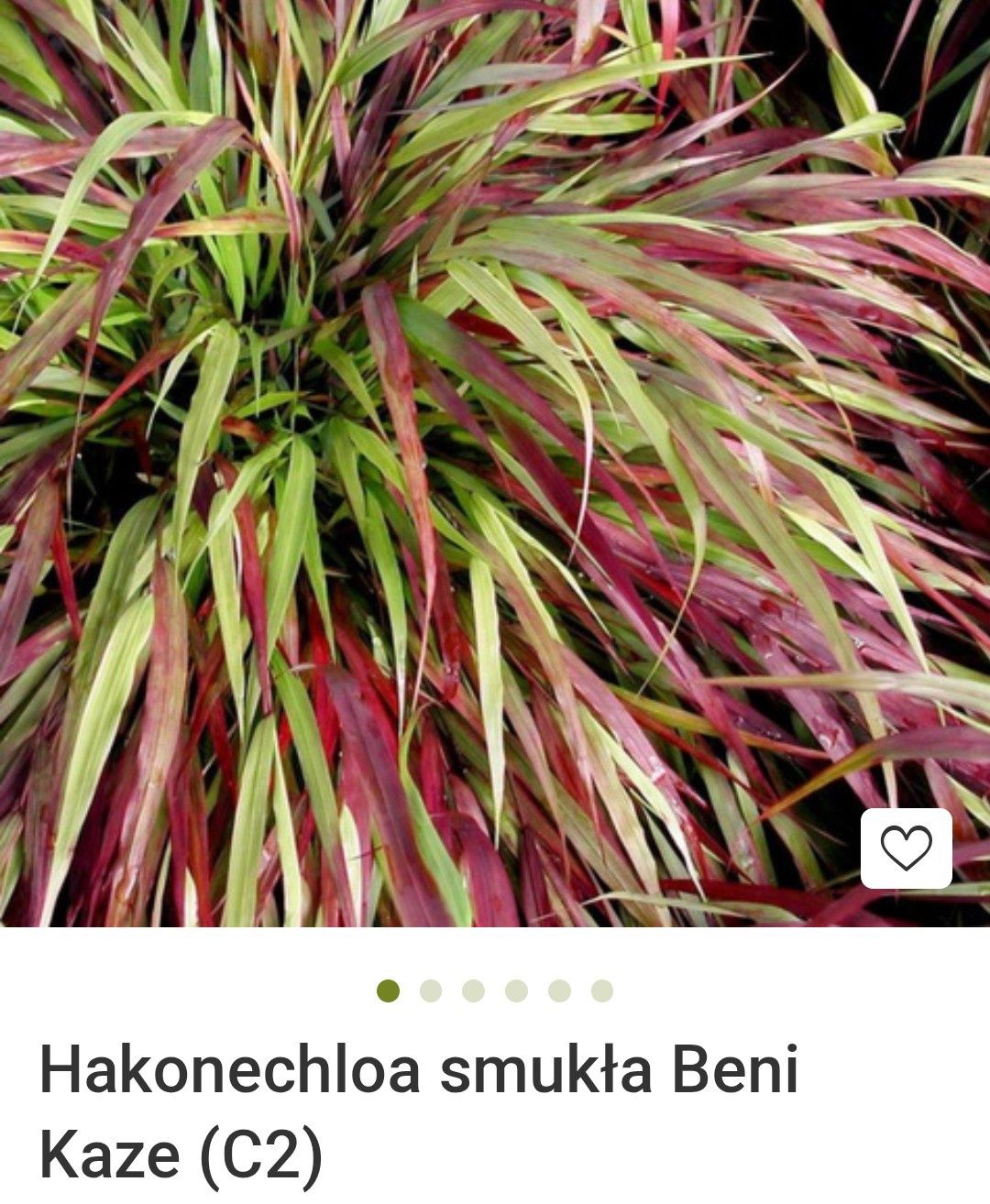 Trawa bambusowa Haconechloa Beni Kaze